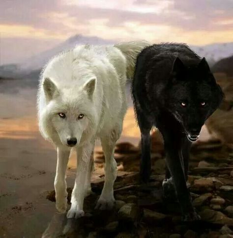 The two sides of the soul...... Wolf Mates, Mystical Wolf, Wolves And Women, Wolf Photography, Wolf Artwork, Fantasy Wolf, Wolf Photos, Wolf Spirit Animal, Wolf Wallpaper