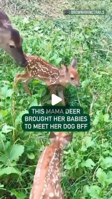 Animals on Instagram: "A very important first meeting 🥺❤️  This mama deer has been friends with this dog for many years, and now it was time for the little ones to meet her dog BFF as well. 🥺🐕 Video by: @brownhikingtrails" Jack Johnson Better Together, Unlikely Animal Friends, Amazing Animal Pictures, First Meeting, Animals Friendship, Most Beautiful Animals, Cute Little Puppies, Cute Funny Dogs, Animal Companions