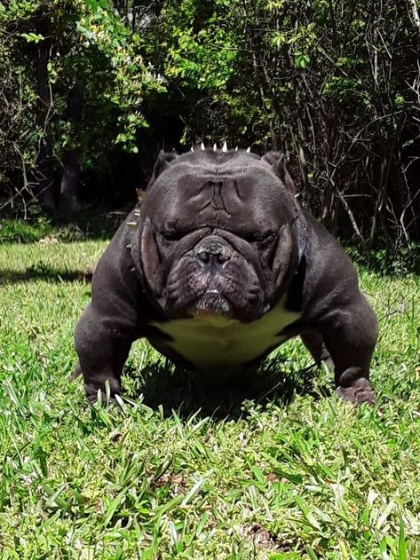 Micro Bully Dogs, Massive Dogs, Pitbull Dog Breed, Funny Dog Faces, Best Guard Dogs, Bully Breeds Dogs, Big Dog Breeds, Goofy Dog, Scary Dogs