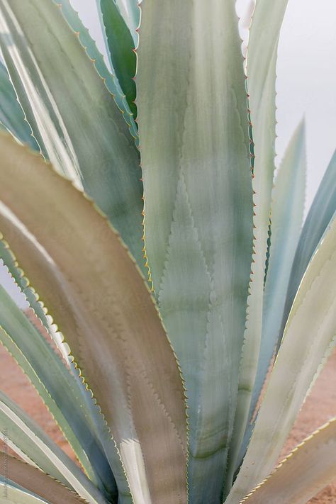 Desert Chic Aesthetic, Tropical Mood Board, Agave Photoshoot, Agave Aesthetic, Cactus Aesthetic, Spiderman Ps4 Wallpaper, Agave Plant Photography, Southwest Aesthetic, Agave Ovatifolia