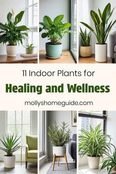 Discover the best indoor healing plants for your bedroom to purify the air and create a peaceful atmosphere. These houseplants not only absorb EMF radiation but also bring positive energies into your home. Consider adding air-purifying plants like aloe vera or low light plants for relaxation and wellbeing. Sprinkle some herbs known for good luck to enhance your living space with natural beauty and healing properties. Embrace the benefits of indoor plants for healing by introducing these lovely b Healing House Plants, Plants For Good Energy Home, Plant Benefits Indoor, Plants That Heal, Air Purifying House Plants Low Lights, Low Light Plants Indoor, House Plants Indoor Air Purifying, Plants For Healing, Indoor Plants Bedroom