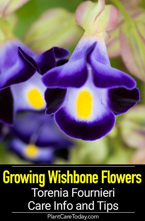 Wishbone Flower, attractive annual, mounding, trailing growth habit, shady groundcover, in a container or hanging basket. [CARE DETAILS] Torenia Flowers Container, Wishbone Flower Plants, Wishbone Flower, Torenia Flowers, Plants For Hanging Baskets, Indoor Flowers, Wildflower Garden, Flower Care, Annual Flowers