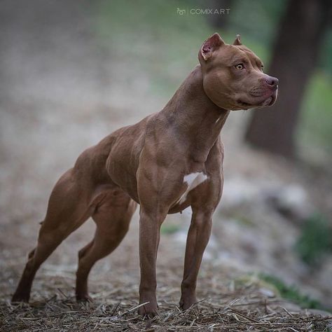 Pitbull Puppies Training, Big Dogs Breeds, Biggest Dog In The World, Pitbull Boxer, Pit Dog, Biggest Dog, Bully Breeds Dogs, Every Dog Breed, Scary Dogs