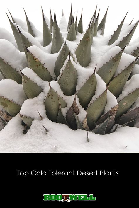 Cold tolerant desert plants that can survive in cold climates #agave #succulents #cactus  #coldweather #desertplants Big Cactus Plants Outdoor, Agave And Cactus Landscaping, Cold Tolerant Succulents, Cactus Plants Outdoor, High Desert Landscaping Ideas, Agave Plant Landscaping, Cactus Garden Outdoor, Southwest Plants, Cactus Garden Ideas