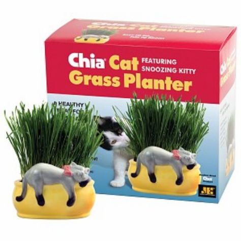 Too funny...#cats #catsofinstagram Cat Grass Planter, Pet Grass, Pottery Plant Pot, Chia Pet, Cat Grass, Cat Christmas Gift, Unique Pottery, Unique Planter, Decorative Planters