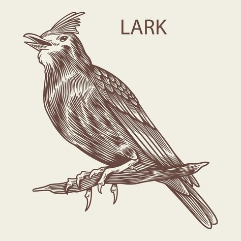 Lark bird hand drawn in vintage style Lark Bird, Lark Tattoo, Tattoo Bird, Birds Tattoo, Vector Art, Vintage Style, Hand Drawn, Vector Free, How To Draw Hands