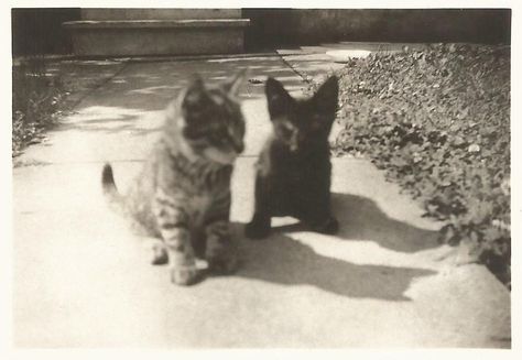 Vintage Cat Photos, Cat Vintage, Cat Photos, Cat Black, Kitty Cats, Antique Photos, Silly Cats, New Photos, Vintage Photo