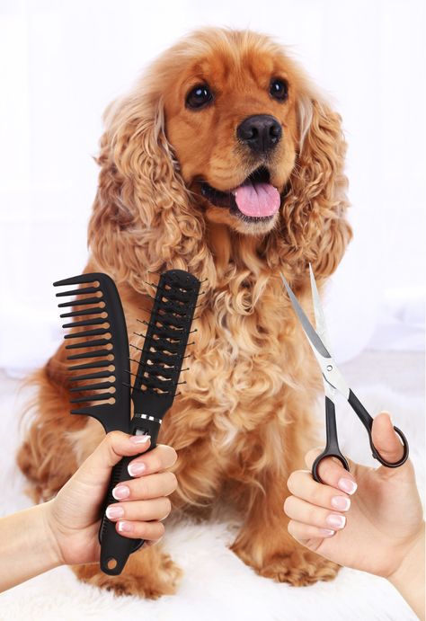 The Cocker Spaniel Haircut: A Guide to Grooming & Styling [With Photos] - Rocky Kanaka Grooming Cocker Spaniel, Cocker Spaniel Haircut Styles, Cocker Spaniel Grooming Styles, Cocker Spaniel Aesthetic, Spaniel Haircut, Cocker Spaniel Haircut, Cockapoo Grooming, Cocker Spaniel Grooming, Farm Dream