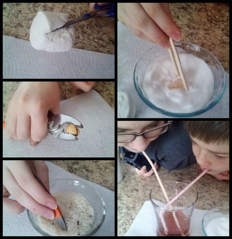 Bird Beaks Activity, Camporee Ideas, 4h Activities, Bird Science, Homeschooling Elementary, Nature Club, Bird Ideas, January Ideas, Homeschool Nature