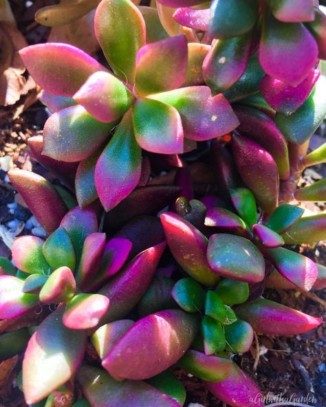 My #anacampseros #succulent Love those bright colors!!!🍃#gardening #succulentgarden #succulentlover #photography #succulentplant #sunrise #sunrisesucculent #like4like #followme Tropical Trees, Making Plant Pots, Purple Succulents, Cactus Planta, Succulent Landscaping, Types Of Succulents, Colorful Succulents, Succulent Gardening, Nature Walk