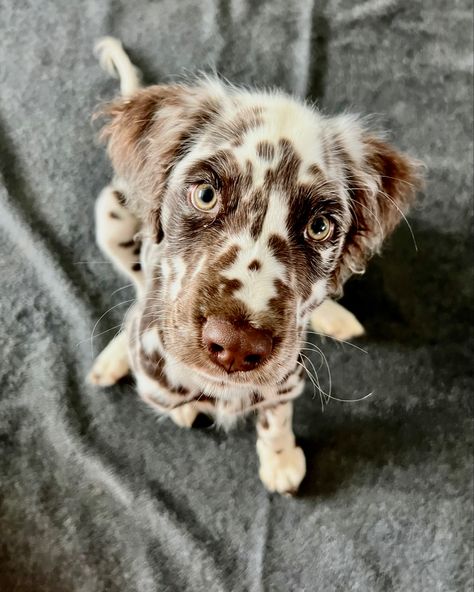 Dalmatian Poodle, Puppy Dalmation, Small Fluffy Dogs, Blonde Dalmatian, Baby Dalmation, Cutest Dog Breeds, Dalmatian Long Hair, Liver Dalmatian, Fluffy Dalmatian Puppy