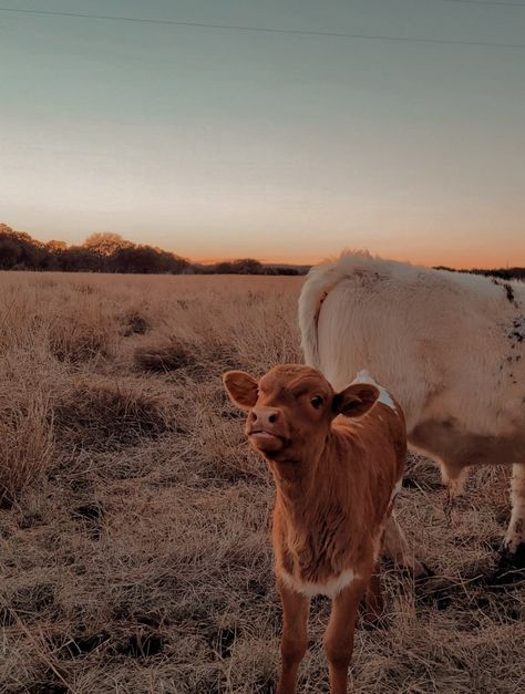 Western Pics For Wall, Cute Cows Pictures, Brown Cows Aesthetic, Aesthetic Cow Pictures, Western Pictures Aesthetic, Cows Aesthetic Wallpaper, Farm Sunset Aesthetic, Brown Country Aesthetic, Country Phone Aesthetic