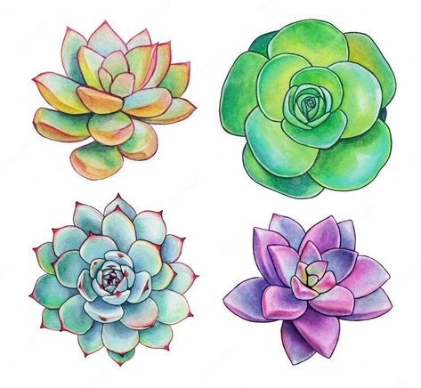 Plant Tattoo Design Drawings, Succulent Plant Drawing, How To Draw A Succulent, Suculentas Tattoo, Succulent Art Drawing, Succulent Paintings, Succulent Drawing, Succulent Illustration, Succulent Doodle