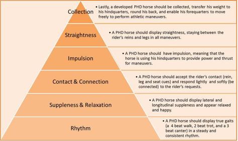 Some of you might be familiar with the Dressage Training Scale. Pictured below, I have the Dressage Training Scale with my notes on how a Performance Horse Development Horse, or PHD Horse, should d… Horse Training Program, Dressage Videos, Dressage Tests, Dressage Exercises, Equine Massage, Horse Training Exercises, Horse Farm Ideas, Ranch Riding, Dressage Training