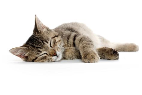 Cute tabby cat. Laying down and resting on white background #Sponsored , #sponsored, #sponsored, #tabby, #white, #background, #cat Cat Reference Laying Down, Cat Poses Laying Down, Cat Laying Down Drawing Reference, Cats Full Body Picture, Cat Lying Down Reference, Cat Laying Down Reference, Cats Laying Down, Cat Lying Down, Cat Looking Down