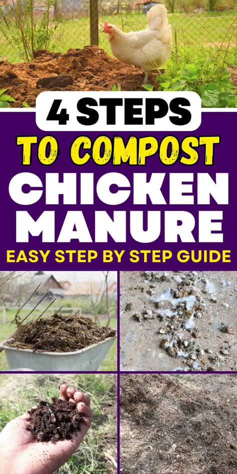 4 Easy Steps to Compost Chicken Manure Compost With Chickens, Composting Chicken Manure, Composting Manure, Chicken Compost, Vermicomposting Worm Farm, Chicken Manure Compost, Chicken Composting, Composting Ideas, Manure Composting