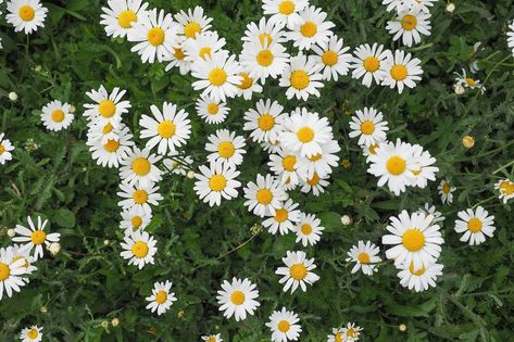 white daisy (Bellis Perennis) aka Common daisy or Lawn daisy or English daisy flower bloom Lawn, Nature, Planting Flowers, Flowering Plants, Common Daisy, English Daisy, White Daisy Flower, Bellis Perennis, Flower Plants