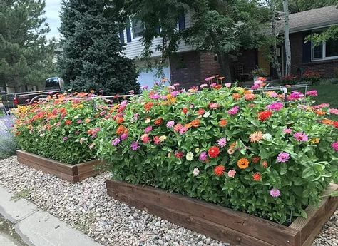 We wanted to give a special shout out to these raised beds chock full of beautiful zinnias by Amy Damon. “These zinnia beds have brought a moment of brightness to many during this pandemic times,” says Amy. They certainly did for us! #gardening #plant #garden Zinnia Raised Bed, Zinnia Bed Ideas, Zinnia Garden Beds, Zinnia Flower Bed, Zinnias Garden Ideas, Blooming Backyard, Zinnias Garden, Cut Flower Garden Layout, Flower Garden Layout