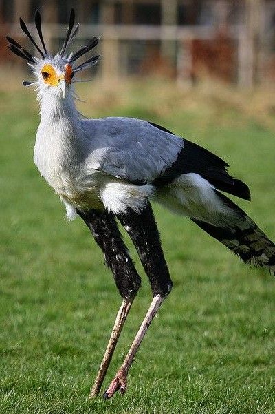 Bird Legs Reference, Sagittarius Serpentarius, Secretary Bird, Bird Watcher, Pretty Animals, Pretty Birds, African Animals, Colorful Birds, Birds Of Prey