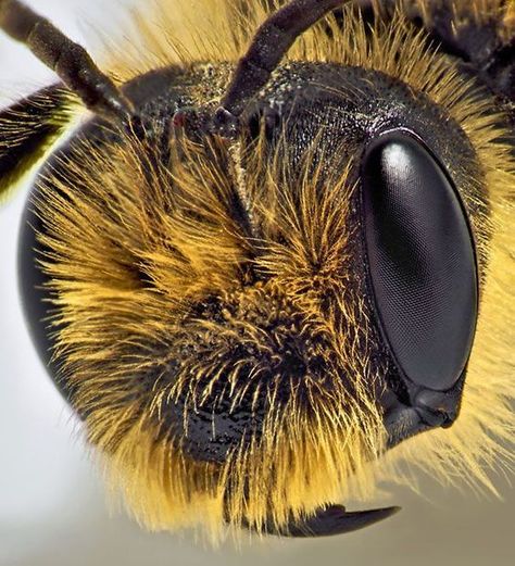 What does a Honey Bee see? Here's an amazing little demo of how it works.  #bees  #honey  #science  #amazing Foto Macro, Buzzy Bee, I Love Bees, Bees And Wasps, Bee Keeper, A Bug's Life, Beautiful Bugs, Bee Art, Bugs And Insects