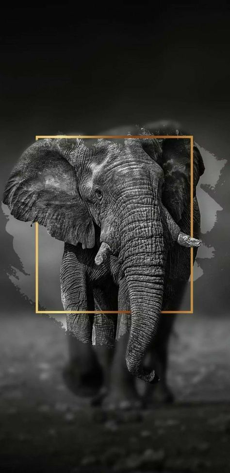 Elephant Screensaver, Elephant Wallpaper Iphone, Elephant Iphone Wallpaper, Elephants Wallpaper, Drawing Elephant, Buda Wallpaper, Elephant Logo Design, Black And White Elephant, Elephant Black And White