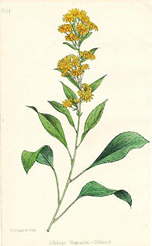 Goldenrod/Solidago flower Solidago Tattoo, Goldenrod Flower Drawing, Goldenrod Flower Tattoo, Goldenrod Painting, Goldenrod Drawing, Goldenrod Illustration, Buttercups Tattoo, Solidago Flower, Goldenrod Tattoo