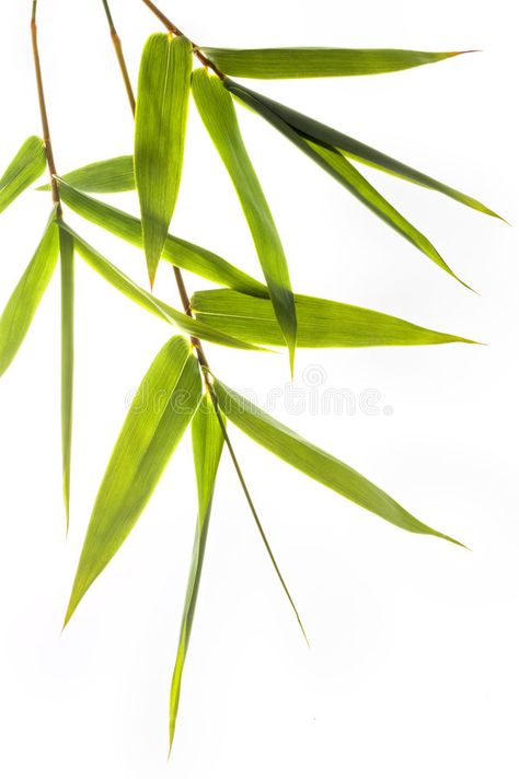 Nature, Gray Tattoo, Yellow Bamboo, Chinese Bamboo, Bamboo Leaf, Pen And Wash, Green Bamboo, Abstract Flower Art, Bamboo Leaves