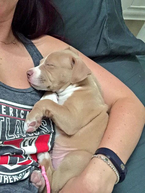 7 weeks. Cuddly af. #pitbull #puppy Rednose Pitbull Puppies, Tan Pitbull Puppies, Boxer Puppy Aesthetic, Baby Pitbulls Puppies, Small Pitbull, Baby Pitbulls, Pitbull Aesthetic, Cute Pitbull Puppies, Big Dogs Breeds