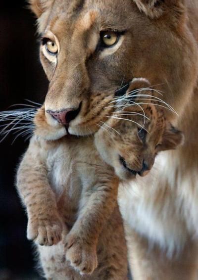 Lioness motherly love White Animals, Cats Photos, Cute Lion, Lion Cub, A Lion, Animal Planet, Animal Photo, Wild Animals, Beautiful Cats