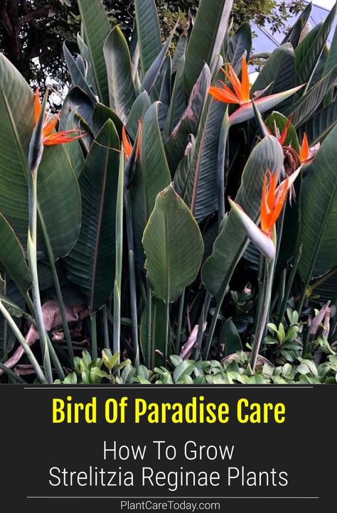 Bird of Paradise plant (Strelitzia reginae) has colorful flowers that resemble exotic bird, enjoys sunny weather, attracts birds, slow grower, [CARE DETAILS] Strelitzia Reginae, Birds Of Paradise Plant, Florida Landscape, Bird Of Paradise Plant, Paradise Plant, Birds Of Paradise Flower, Backyard Flowers, Exotic Bird, How To Attract Birds