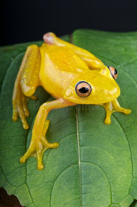 Yellow glass frog. The glass frog is an nocturnal,almost transparent,frog specie , #affiliate, #frog, #nocturnal, #Yellow, #glass, #South #ad Pet Frog, Frog Habitat, Frog Terrarium, Frog Tank, Frog Species, Art Frog, Dart Frogs, Amazing Frog, Pet Frogs