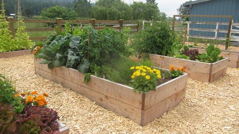 How To Make Raised Garden Beds - Denbow Wood Chips Garden, Beds Wood, Making Raised Garden Beds, Gardening Design Diy, Garden Boxes Raised, Bermuda Grass, Vegetable Garden Raised Beds, Vegetable Bed, Wood Waste