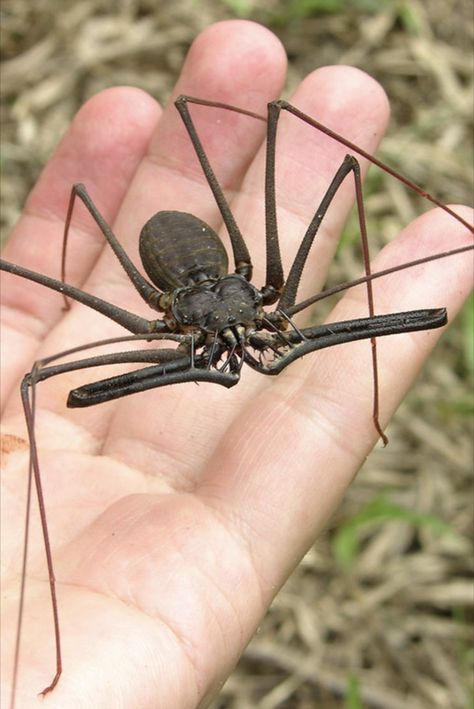 Spider Close Up, Gross Bugs, Creepy Bugs, Creepy Insects, Scary Bugs, Arachnids Spiders, Millipedes, Real Spiders, Creepy Animals