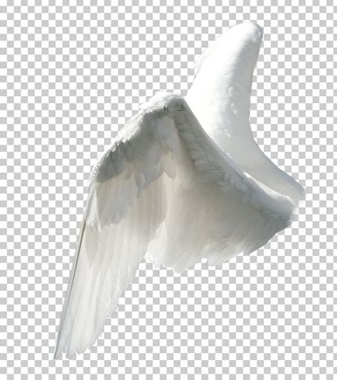 Angel Wings Side View, Angel Wings Edit, Wings Aesthetics, White Wings Angel, Flame Wings, Wing Png, Png Angel, Peacock Wings, Angel Wings Png