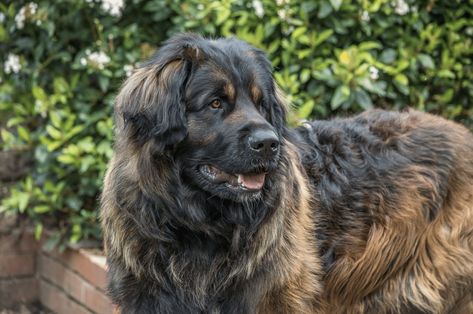 12 Most Gentle Giant Dog Breeds Largest Dog Breeds, Big Dogs That Dont Shed, Big Dog Breeds Gentle Giant, Massive Dog Breeds, Dog Breeds Big, Bergamasco Sheepdog, Big Brown Dog, Worlds Biggest Dog, Biggest Dog Breeds