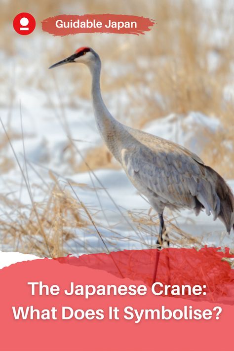 🇯🇵 When living or visiting Japan you may have seen Japanese crane origami at temples and shrines. Cranes are a very important symbol in Japanese culture and history. Read more in our article to find out what they symbolise. Japanese Crane Origami, Japanese Cranes, Life In Japan, Visiting Japan, Japanese Literature, Traditional Tales, Japanese Crane, Japanese Folklore, Japanese Sake