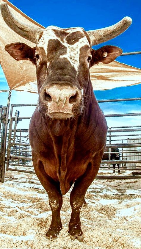 2014 PBR WORLD CHAMPION BUSHWACKER Bushwacker Bull, Pbr Bulls, Rodeo Bull Riding, Pbr Bull Riders, Pbr Bull Riding, Lane Frost, Baby Wolves, Rodeo Bull, Bucking Bulls