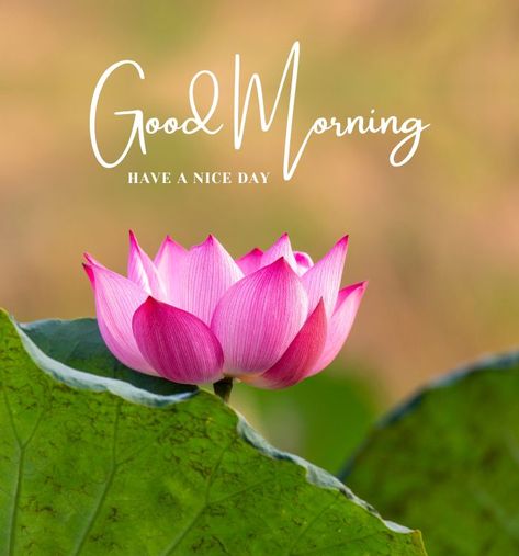 Good Morning Wishes Good Morning Wishes Quotes, Beautiful Good Morning Pics, Good Morning With Flowers, Flower Good Morning Images, Good Morning Videos, Wish Good Morning, Maha Ashtami, Beautiful Morning Images, New Good Morning Images