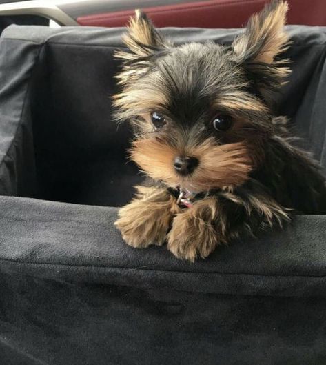 Shorkie Dogs, Yorkie Puppy Care, Puppy Ideas, Dream Pet, Baby Snoopy, Teacup Yorkie Puppy, Cute Small Dogs, Puppy Mom, Dog Mommy