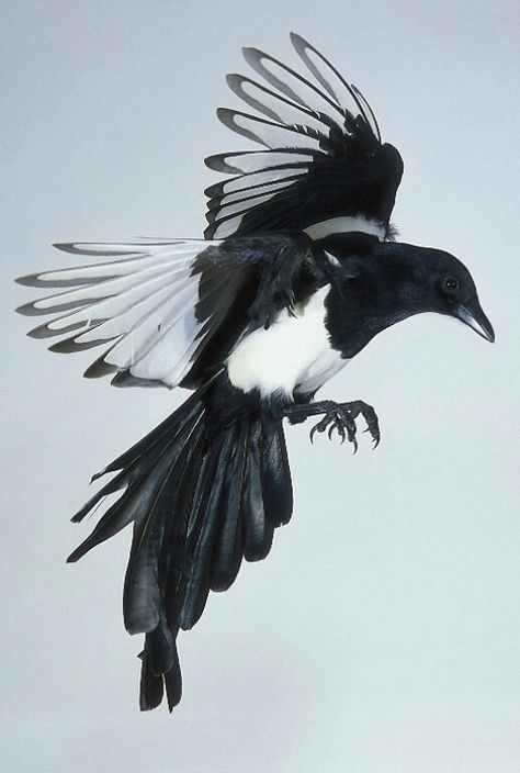 "Magpie..you old coyote in the sky...."  sung by Ian Tyson Magpie Tattoo, Magpie Art, Bird Tattoo Meaning, Vogel Tattoo, Jackdaw, Crows Ravens, Australian Birds, Birds Tattoo, Bird Drawings