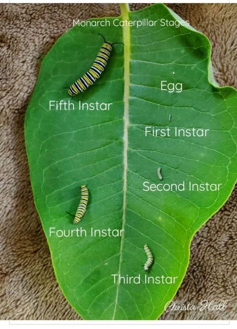 Butterfly Evolution, Monarch Butterfly Habitat, Raising Monarch Butterflies, Bug Box, Raising Butterflies, Butterfly Sanctuary, Butterfly Facts, Monarch Butterfly Garden, Backyard Birds Sanctuary