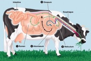 Facts About Cows. Cows are ruminants, cud chewing animals | Clover Meadows Beef Grass Fed Beef St. Louis Cow Digestive System, Digestive System Diagram, Cow Stomach, Kuda Nil, Cow Facts, Sistem Pencernaan, Vet Medicine, Farm Land, Dairy Cattle