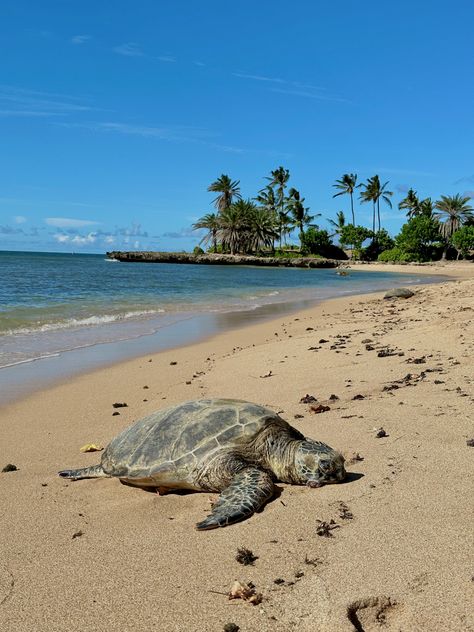 Beach Aesthetic Turtle, Turtle Beach Hawaii, Lanikai Beach, Green Sea Turtle, Turtle Beach, Hawaii Life, Summer Goals, Hawaii Beaches, Green Sea