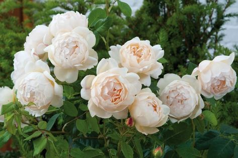 David Austin Roses Garden, David Austin Climbing Roses, Old English Roses, Rose Plant Care, Rose Garden Design, Austin Rose, Fragrant Roses, Climbing Rose, Rose Varieties