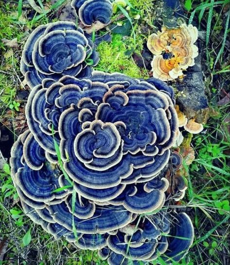 Click the link & follow our page ⬇️ Champignon Aesthetic, Unusual Mushrooms, Fancy Mushrooms, Interesting Mushrooms, Mushrooms Pictures, Cool Mushrooms, Pretty Mushrooms, Turkey Tail Mushrooms, Blue Mushrooms