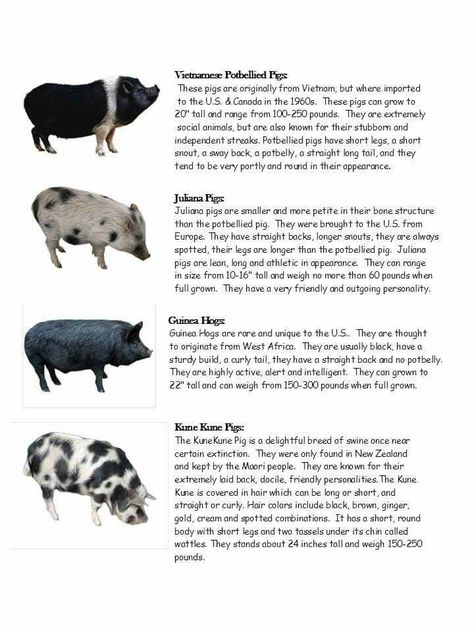 Pig Pig Keeping, Pig Playground, Pig Sanctuary, Mini Potbelly Pigs, Pet Pig Care, Mini Pig Pet, Juliana Pigs, Kunekune Pigs, Kune Kune Pigs