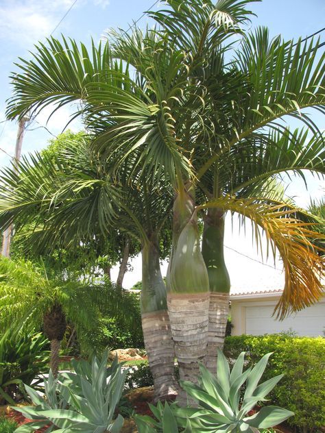 Spindle Palm Tree, Spindle Palm Landscaping, Spindle Palm, Latin Names, Florida Landscaping, Palm Garden, Palm House, Amazing Trees, Fast Growing Trees