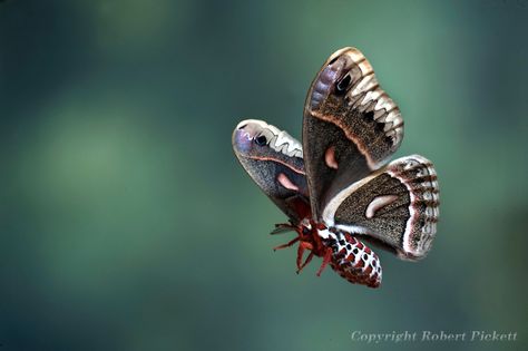 Moth Tattoo Side View, Moth Flying Tattoo, Flying Moth Drawing, Flying Moth Tattoo, Fuzzy Moth Tattoo, Moth In Flight, Moth Reference, Moth Photography, Moths Flying