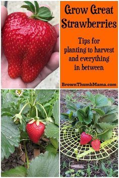 Strawberries Growing, Strawberry Garden, Organic Vegetable Garden, Growing Strawberries, Strawberry Plants, Home Vegetable Garden, Organic Gardening Tips, Growing Fruit, Organic Garden