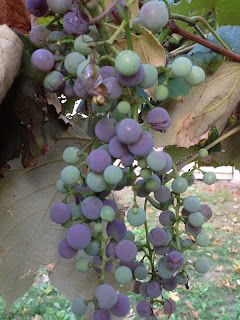 The Catawba Grape Harvest Catawba Grapes, Grape Harvest, Grape Jam, Grape Harvesting, Fermented Drink, Grape Jelly, How To Make Jam, Baking Project, Jams & Jellies